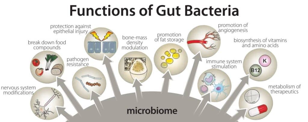 Guardians Of The Gut: Prebiotics, Probiotics, And Gut Health