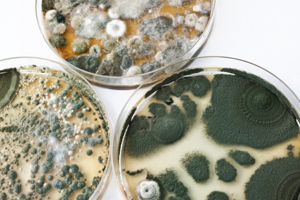 Identifying Mold In Your Food
