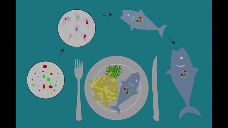 The Dangers Of Microplastics In Your Food