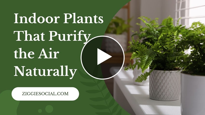 Indoor Plants That Purify The Air Naturally